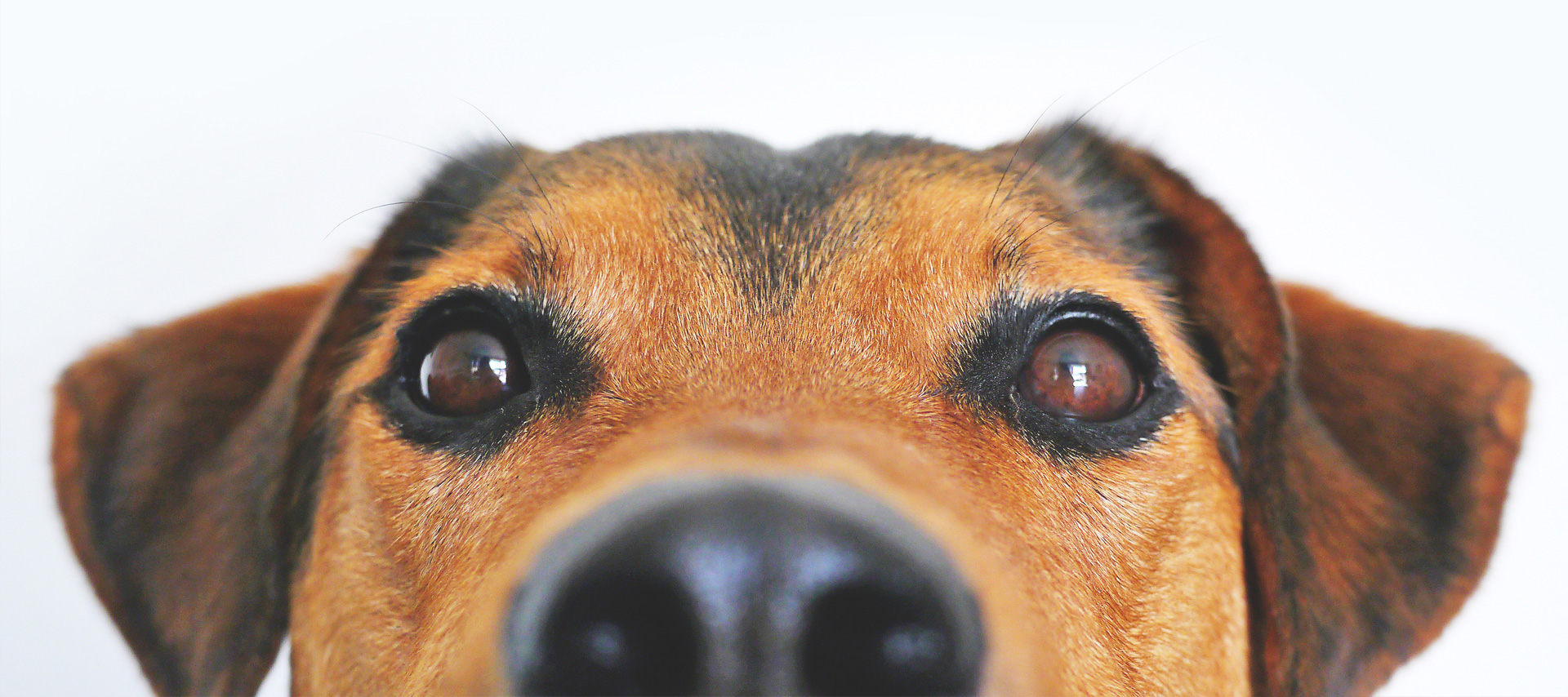 Strongest distribution network